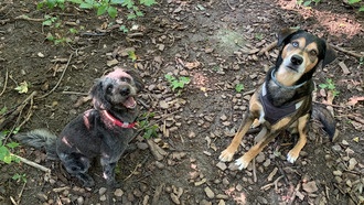 Судят ли нас собаки? Новое исследование показывает, что социальная оценка людей собаками остаётся загадкой