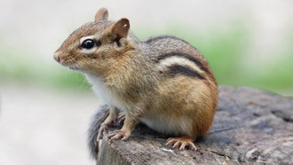 Исследование показало, как урбанизация изменила чикагских бурундуков и полёвок