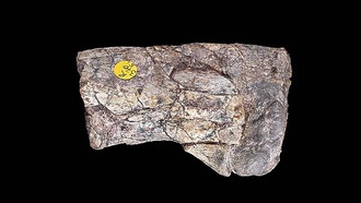 Первые динозавры могли быть крупнее, чем считалось ранее