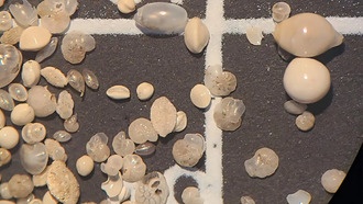 Ослабление течений в Атлантике увеличивает содержание кислорода в тропических водах