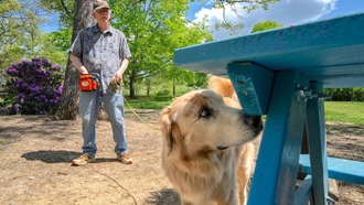 Собаки научились вынюхивать инвазивных насекомых — и делают это удивительно хорошо