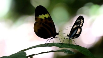 Бабочки с одинаковым окрасом крыльев видят мир схожим образом