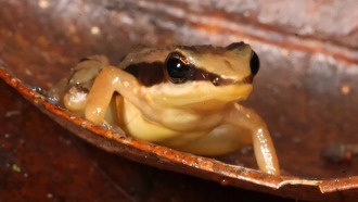 ДНК-анализ раскрыл 12 видов «ракетных лягушек», три из которых уже вымерли