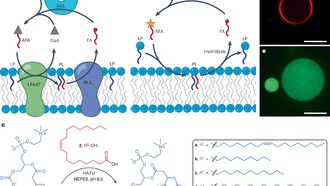 Учёные создали синтетические клеточные мембраны с метаболизмом