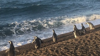Магеллановы пингвины используют течения для экономии энергии в дальних путешествиях