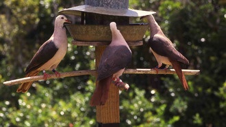 Генная инженерия может спасти исчезающие виды