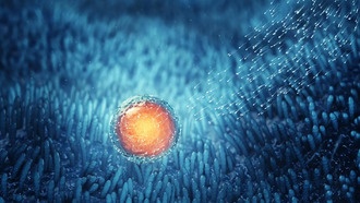 Как человеческие яйцеклетки сохраняют свежесть 50 лет: новое открытие