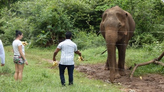 Учёные предупреждают: кормление диких животных опасно для обеих сторон