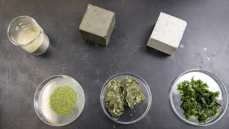 Порошок из водорослей в цементе снижает выбросы CO₂ без потери прочности