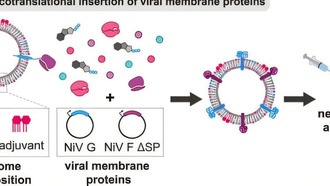 Учёные разработали быстрый метод создания прототипов вакцин от вируса Нипах