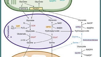 Обнаружен новый путь детоксикации растений при интенсивном освещении