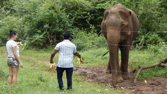 Селфи, сахар и смерть: как туристы подвергают слонов опасности