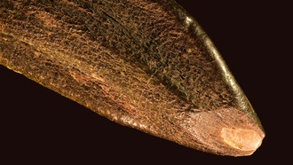 Что зубы динозавров рассказали учёным о жизни 150 миллионов лет назад