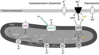 Учёные раскрыли связь между сном и митохондриями: почему мы спим?