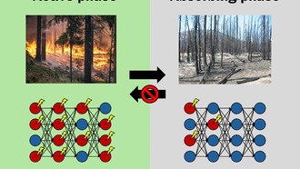 Учёные обнаружили связь между лесными пожарами и работой нейросетей