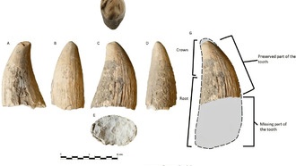 Обнаружен первый зуб кашалота III тысячелетия до н.э. на Иберийском полуострове