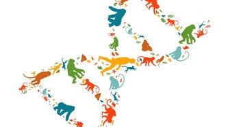 Исследование раскрыло регуляторную роль «мусорной» ДНК в геноме человека