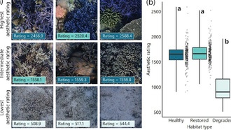 Красота коралловых рифов — ключ к их выживанию: учёные разработали метод её оценки
