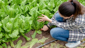 Учёные выяснили, почему салат романо часто вызывает отравления