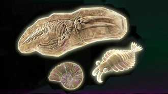 Donkey Kong Bananza: Все окаменелости в Lagoon Layer