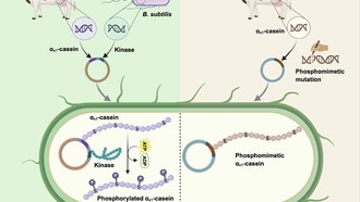 Бактерии производят молочные белки без коров: прорыв в создании веганских сыров и йогуртов