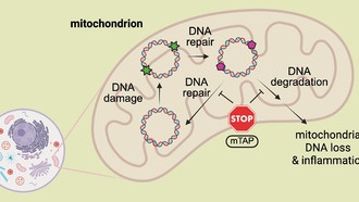 Новая молекула защищает митохондриальную ДНК от разрушения при стрессе