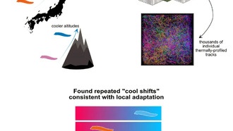 Учёные выяснили, как личинки дрозофил эволюционируют, адаптируясь к разным температурам