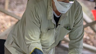 Молодые летучие мыши с множественными инфекциями могут быть источником новых штаммов коронавирусов