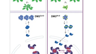 Растения атакуют сами себя: ошибки в белках запускают аутоиммунные реакции