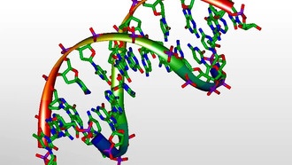 Обнаружены новые гены, объясняющие эволюцию мозга и языковые расстройства