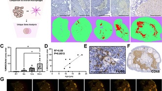 Открыты новые молекулярные механизмы старения яичников