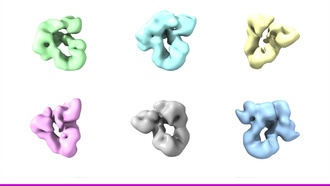 Учёные раскрыли механизм контроля качества белков в клетках