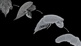 Разгадана вековая загадка паразитических ракообразных: усоногие захватывают тела хозяев через корнеподобные сети