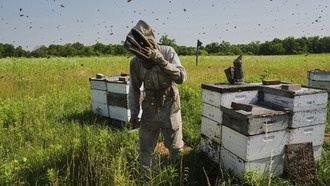 Пчёлы борются с глобальным потеплением, но их будущее под угрозой