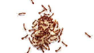 Генетика определяет размерный порог для муравьиных маток и рабочих особей