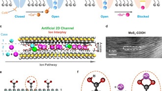 Учёные создали искусственные мембраны, имитирующие клеточные, для контроля транспорта ионов