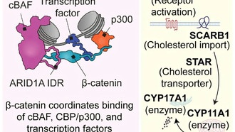 Учёные обнаружили «белковый мост», который связывает регуляторы генов для точного управления экспрессией
