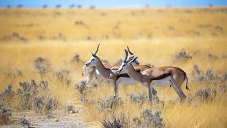 Новый метод генетической криминалистики помогает раскрывать сложные преступления против дикой природы