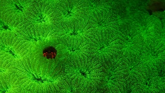 Учёные обнаружили, что крабы-галлы эволюционировали, чтобы светиться и маскироваться в кораллах