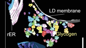 Учёные создали детальную карту метаболизма глюкозы в клетках