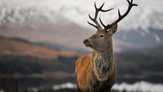 Джон Ромеро рассказал, как Walmart создал жанр охотничьих симуляторов