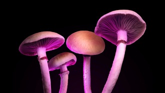 Псилоцибин замедляет старение у мышей: поможет ли он людям?