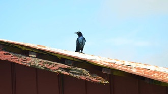Гибкость в поиске пищи помогает птицам адаптироваться к изменённой человеком среде