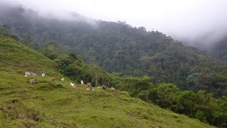 Вырубка тропических лесов для пастбищ наносит на 60% больше ущерба биоразнообразию, чем считалось