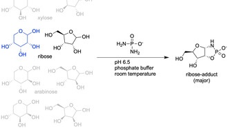 Учёные выяснили, почему рибоза стала основой для РНК