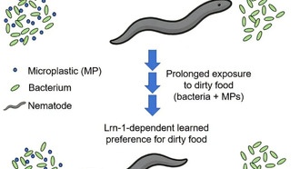 Нематоды научились предпочитать загрязнённую микропластиком пищу