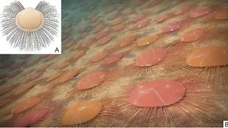 Доисторический «социальный дистанцинг»: брахиоподы 436 млн лет назад использовали щетинки, чтобы избегать скученности