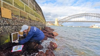 Цветные бетонные панели в Сиднейской гавани увеличили биоразнообразие морской жизни