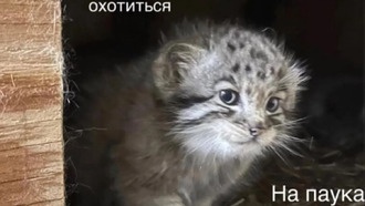 В рунете стал популярен новый мем с детенышем манула