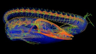 Под чешуёй: учёные обнаружили скрытую костную броню у австралийских ящериц